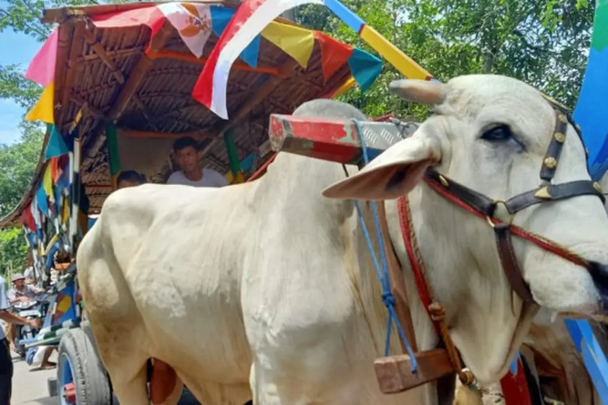 Nikmati Wisata Keliling Desa Naik Sapi di Klaten