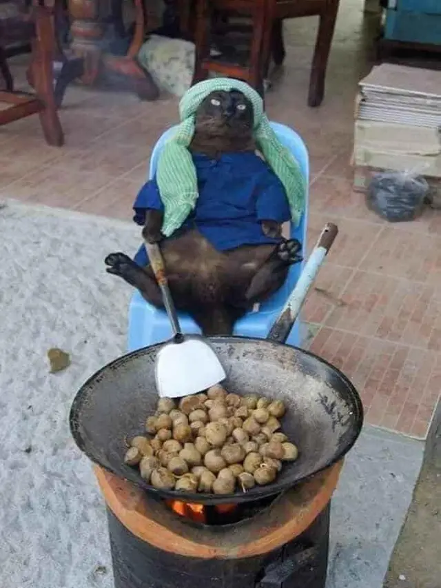 6 Tingkah Kucing di Pasar Ini Nyeleneh Banget, Bikin Penjual dan Pembeli Heran