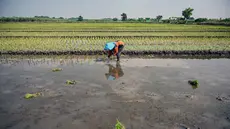 Seorang petani menanam bibit padi di Sidoarjo, Jawa Timur, Rabu 3 Juni 2026. (JUNI KRISWANTO/AFP)