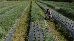 Seorang petani mengumpulkan bawang saat panen di sebuah peternakan di Pekan Bada, dekat Banda Aceh (22/1/2020). Petani di daerah itu menyatakan panen bawang saat ini menguntungkan petani karena bersamaan dengan naiknya harga komoditas tersebut. (AFP Photo/Chaideer Mahyuddin)