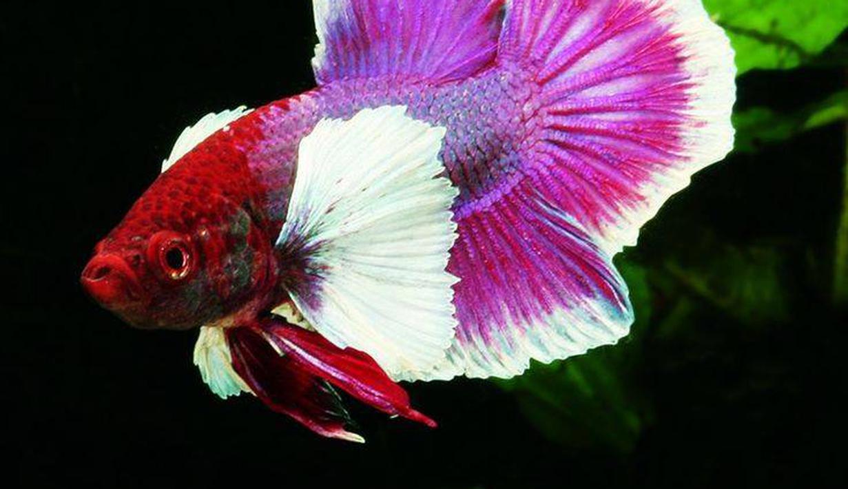  Ikan  Cupang  Super Cantik Bikin Kagum dan Jatuh Cinta 