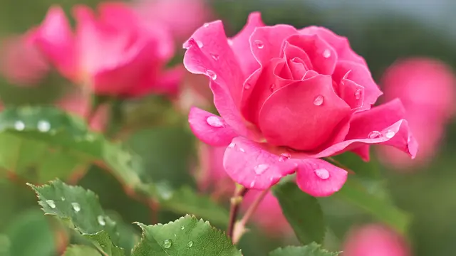 ilustrasi bunga hias untuk dekor rumah/Serhii Brovko/shutterstock