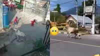 5 Video Viral Sapi Kurban Kabur Sebelum Disembelih Ini Bikin Heboh