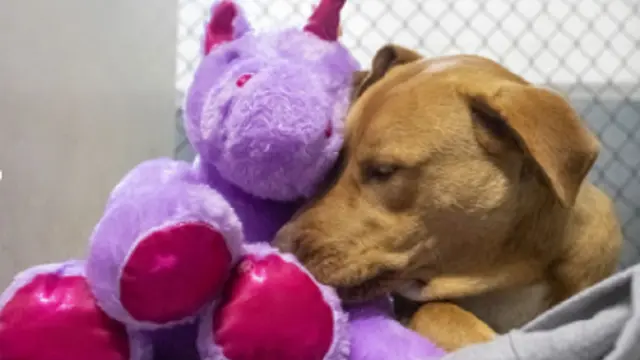 Seekor Anjing Dapat Hadiah Boneka Unicorn Setelah Mencoba Mencuri Hingga 5 Kali.