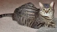 Tak Kalah Trendi, Ini 6 Gaya Rambut Kucing yang Bikin Ngakak (sumber: Liveabout)