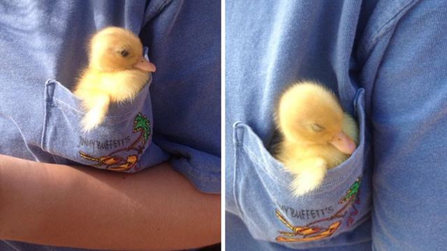 6 Kelakuan Nyeleneh Bebek Ini Bikin Geleng Kepala Hot Liputan6 Com