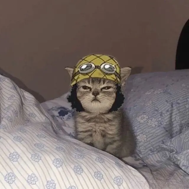 6 Editan Foto Kucing Jadi Kru Mugiwara One Piece Ini Tampak Lucu