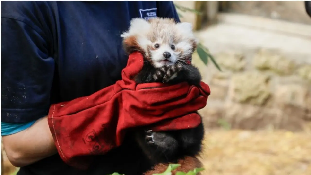 Tragis, Bayi Panda Merah Langka Mati Diduga Stres karena Suara Kembang Api.  foto: Instagram @edinburghzoo