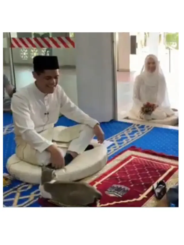 6 Tingkah Kucing di Nikahan Ini Bikin Geleng Kepala, Kocak