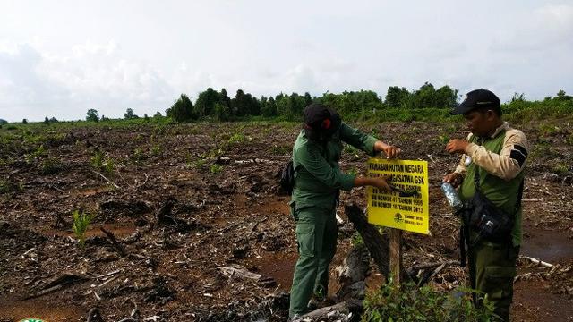 Petugas BBKSDA Riau memasang patok sebagai tanda kawasan itu tidak boleh diolah karena masuk Cagar Biosfer.