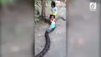 Video kids zaman now menaiki ular piton seolah-olah naik odong-odong gemparkan media sosial.