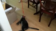 Ketika kucing berbulu abu-abu itu diberdirikan oleh Thomas, dengan cepat hewan berbulu itu melemaskan tubuhnya agar kembali diletakkan.