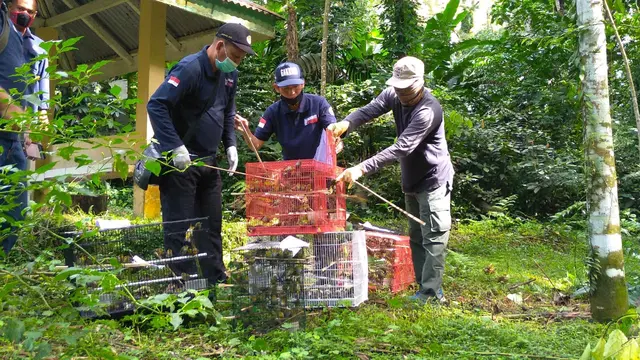 Pelepasliaran burung