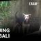 Sebanyak 12 warga Banjar Sulahan, Desa Sulahan, Kecamatan Susut, Kabupaten Bangli, Bali, menjadi korban gigitan anjing liar.