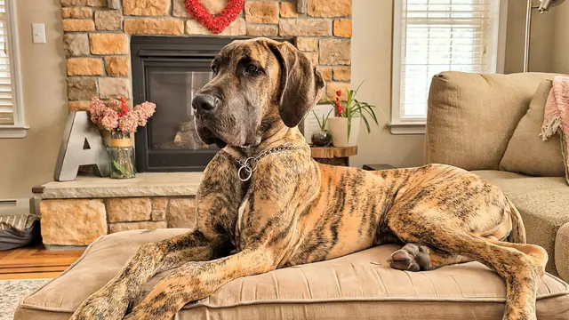 Great Dane