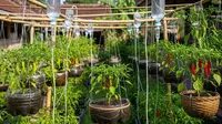 Inspirasi Kebun Cabai dengan Sistem Gantung, Solusi Produktif di Lahan Sempit