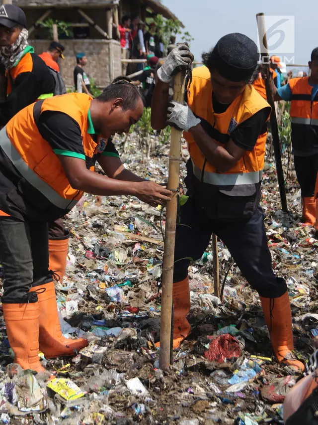 Menanam Bibit Mangrove di Tumpukan Sampah