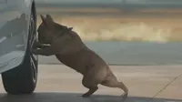 Hanya di Citroen, Bulldog Seram Berubah 'Imut'