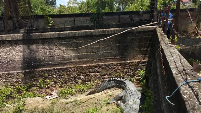 Buaya-buaya yang ada di kandang depan rumah Israil di Kendari.(Liputan6.com/Ahmad Akbar Fua)