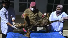 Dokter hewan BKSDA Aceh bersama mahasiswa kedokteran hewan melakukan forensik terbatas terhadap barang bukti kulit harimau sumatera hasil sitaan di Banda Aceh, Aceh, Rabu (1/12/2021). Forensik terbatas dilakukan untuk mengetahui jenis kelamin, usia dan penyebab kematian. (CHAIDEER MAHYUDDIN/AFP)