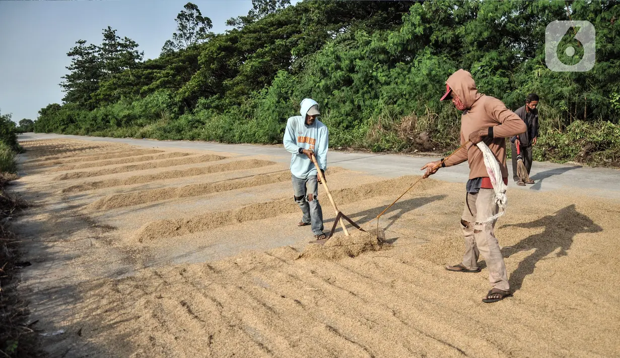 Aktivitas petani saat menjemur padi di kawasan Rorotan, Jakarta Utara, Kamis (15/12/2022). Perusahaan Umum Badan Usaha Logistik (Perum Bulog) melaporkan ketersediaan stok untuk cadangan beras pemerintah (CBP) per 6 Desember 2022 tersisa 494.202 ton. (merdeka.com/Iqbal S. Nugroho)