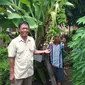 Pisang bertandan aneh hebohkan Lubuklinggau Sumsel (Liputan6.com/Raden Fajar)