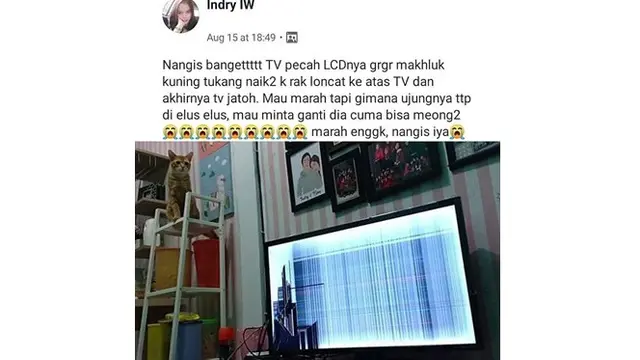 Potret 5 Kucing Oranye Rusak Barang Ini Bikin Geregetan