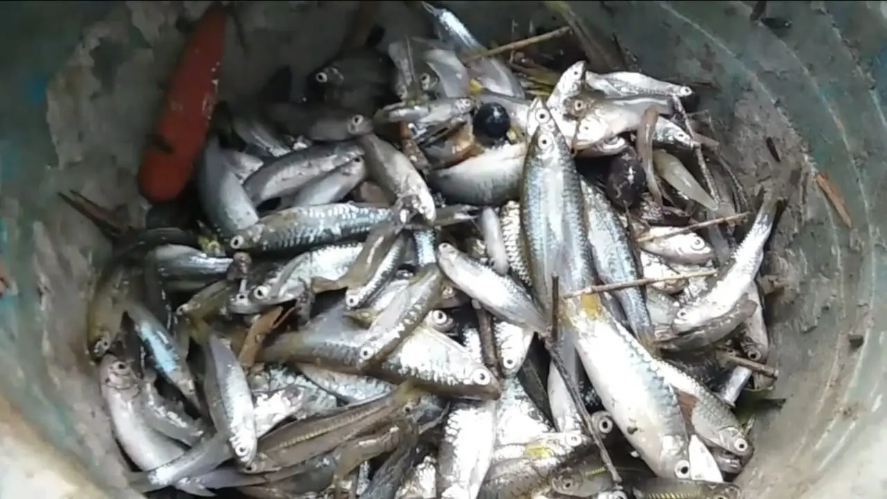 Ikan mati