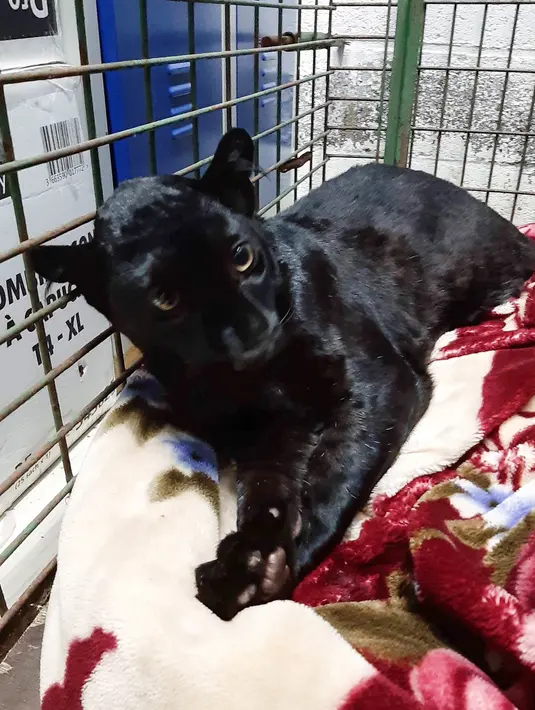 Seekor Black Panther berada di kandang setelah ditangkap oleh petugas pemadam di Armentières, Prancis (19/9/2019). Macan kumbang dengan berat sekitar 30 kilo ini berkeliaran selam satu jam di atap rumah warga. (Photo by HO/Sapeurs-pompiers du Nord/AFP)