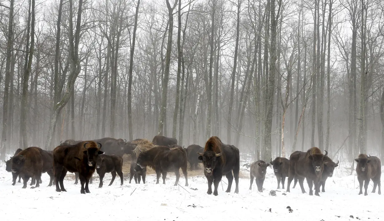 Kawanan bison terlihat berada di zona eksklusi 30 km/19 mil di lokasi bencana reaktor nuklir Chernobyl, Belarus, 5 Maret 2016. Tidak adanya manusia disana menumbuhkan populasi satwa liar, meski ancaman radiasi masih ada. (REUTERS/Vasily Fedosenko)