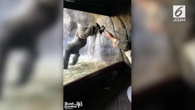 VIDEO: Lucu, Aksi Gorila Tirukan Gerakan Manusia