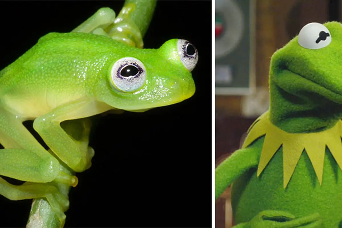 Wow, Ada Katak Mirip Tokoh Kermit 