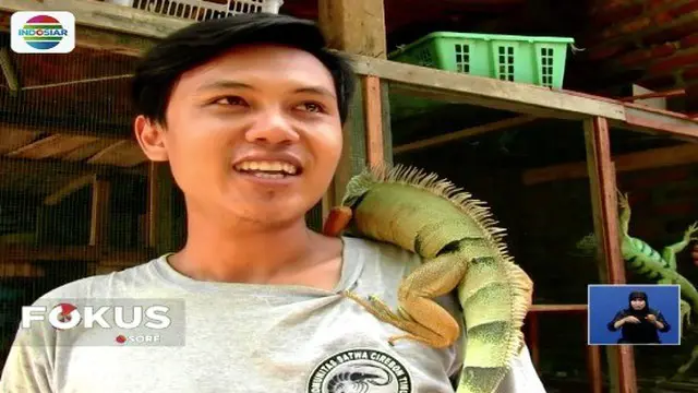 Berawal dari hobi dan kecintaannya terhadap iguana, seorang pria di Cirebon, Jawa Barat, berhasil menjadi peternak reptil asal Amerika tersebut. Satu ekor iguana yang diternakannya dijual mulai Rp 500 ribu hingga puluhan juta rupiah.