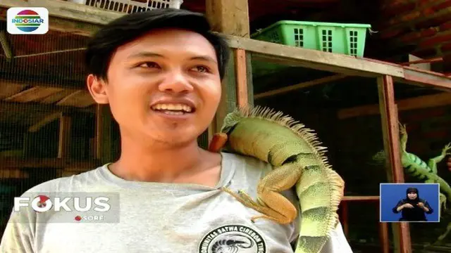 Berawal Hobi, Pria Cirebon Raup Keuntungan dari Iguana