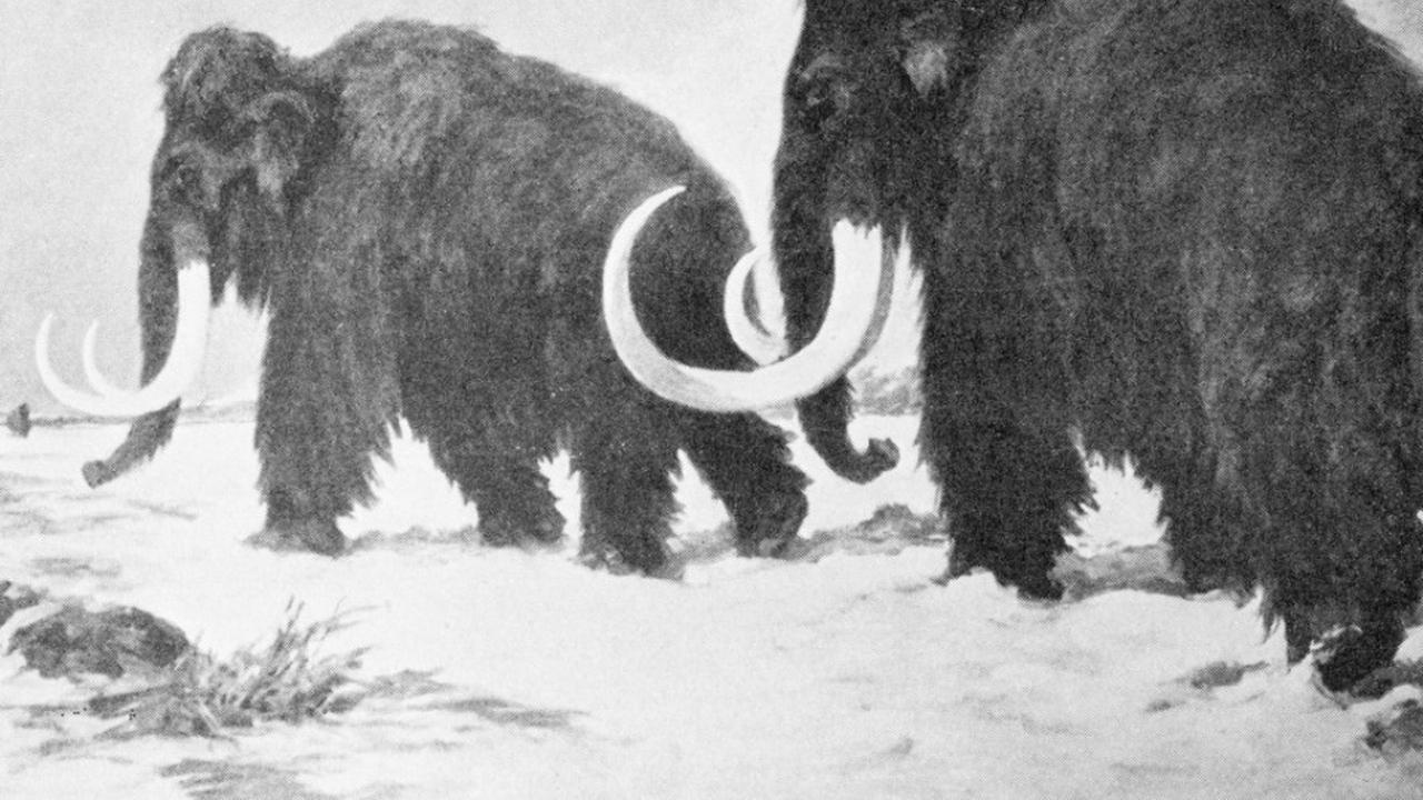 Misteri di Balik Punahnya Mamoth, Gajah Berbulu Zaman ES