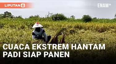 Diterjang Cuaca Ekstrem, Hektaran Padi Siap Panen di Lamongan Roboh dan Tergenang Air