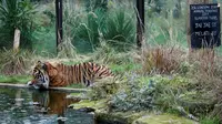 Seekor harimau Sumatera bernama Jae Jae meminum air kolam saat dilakukan sensus binatang di Kebun Binatang ZSL London, Inggris, Kamis (3/1). Sensus tahunan ini wajib dilakukan sebagai persyaratan izin kebun binatang. (Adrian DENNIS/AFP)