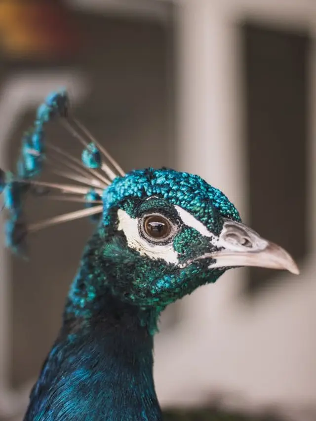 Arti Mimpi Burung yang Mendatangkan Kebaikan