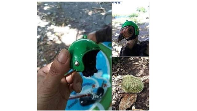 6 Helm untuk Ayam Ini Anti-mainstream, Bikin Ngakak