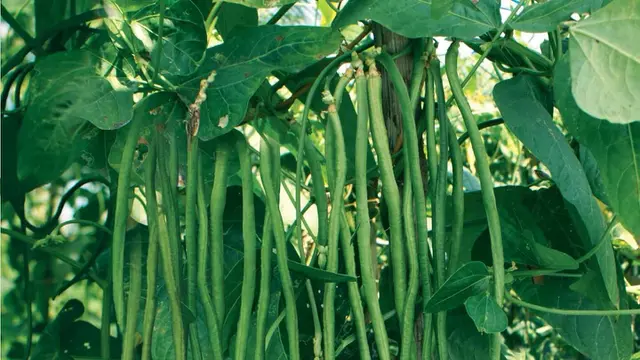 Daun Kacang Panjang