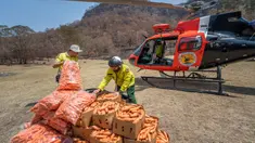Petugas margasatwa NSW memuat wortel dan ubi jalar untuk walabi korban kebakaran hutan di sepanjang Pantai Selatan New South Wales pada 10 Januari 2020. Cara ini dilakukan karena walabi akan kesulitan mencari makan di saat habitatnya rusak. (STR/NSW NATIONAL PARKS AND WILDLIFE SERVICES/AFP)