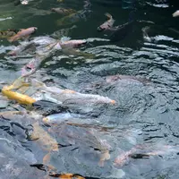 Ilustrasi – Ikan di kolam taman. (Foto: Liputan6.com/Muhamad Ridlo)