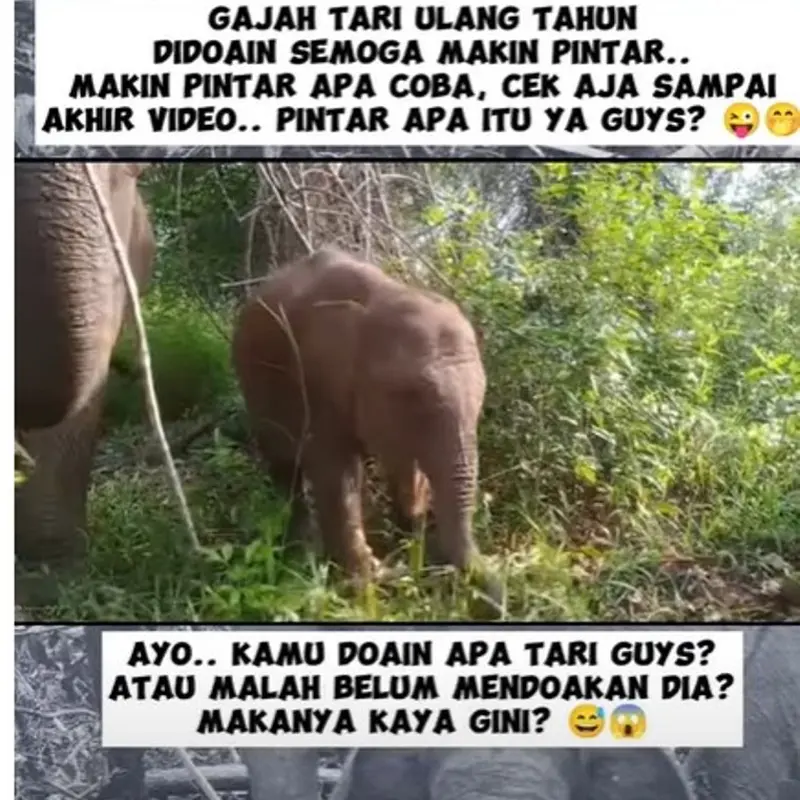 Gajah Tari di Taman Nasional Tesso Nilo Ulang Tahun ke-1, Banjir Ucapan Selamat dan Disebut Makin Pintar Seruduk