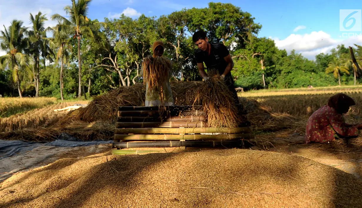 Petani merontokan gabah padi di areal persawahan Desa Ciwaru, Sukabumi, Sabtu (23/6). Petani mengeluhkan harga gabah kering panen saat ini Rp 488 ribu per kwintal dibanding tahun lalu yang menembus Rp 600 ribu per kwintal. (Merdeka.com/Arie Basuki)