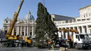 Sejumlah pekerja mendirikan pohon Natal di Lapangan Santo Petrus, Vatikan, Kamis (19/11/2015). Pohon natal setinggi 25 meter tersebut disumbang dari wilayah Bavaria di Jerman. (Reuters/ Stefano Rellandini)
