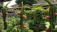 15 Pohon Buah yang Tetap Hidup Tanpa Disiram Setiap Hari, Ideal untuk Pemula