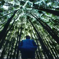 Hutan Pinus. (Piknikini/Instagram)