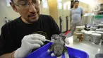 Peneliti menunjukkan Katak Tanduk Kalimantan atau Megopphrys Kalimantanensis di Pusat Penelitian Biologi LIPI, Bogor, Selasa (8/10/2019). Katak Tanduk Kalimantan merupkan temuan jenis baru dari ekspedisi di Pegunungan Meratus Kalimantan Selatan dan Kalimantan Timur. (merdeka.com/Arie Basuki)