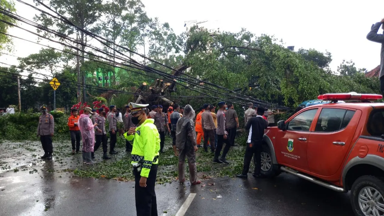 Pohon Tua Dan Berukuran Besar Tumbang Di Pusat Kota Serang, Banten. (Kamis, 16/04/2021).