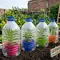 7 Cara Membuat Greenhouse Mini dari Botol Plastik, Praktis Lindungi Tanaman